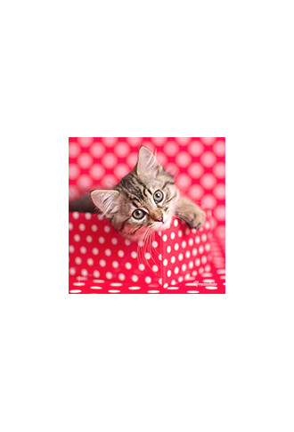 Microfibre collection "Rachel Hale 4" - 21 VISUELS - lingettes microfibres - contactopharma